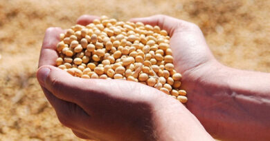 Post-Emergence Herbicides in Soybean in India: Precision Weed Control After Crop Establishment Post-Emergence Herbicides in Soybean in India: Precision Weed Control After Crop Establishment