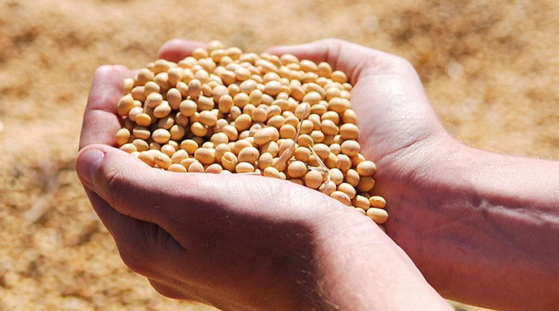 Post-Emergence Herbicides in Soybean in India: Precision Weed Control After Crop Establishment
