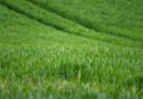 Progress Of Natural Farming Under The National Mission For Natural Farming