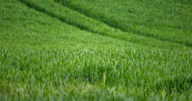 Progress Of Natural Farming Under The National Mission For Natural Farming