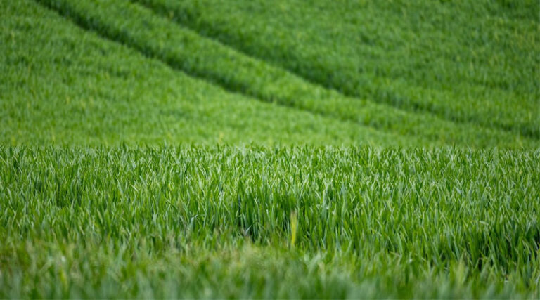 Progress Of Natural Farming Under The National Mission For Natural Farming