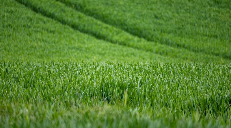 Progress Of Natural Farming Under The National Mission For Natural Farming