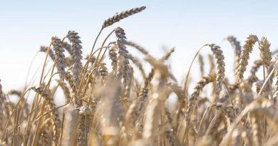 Puratos Scales Regenerative Agriculture Across Its U.S. Wheat Supply Chain Puratos Scales Regenerative Agriculture Across Its U.S. Wheat Supply Chain