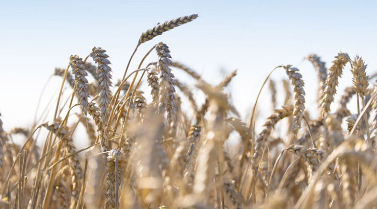 Puratos Scales Regenerative Agriculture Across Its U.S. Wheat Supply Chain