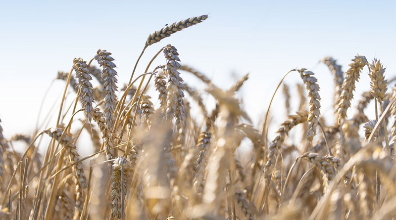 Puratos Scales Regenerative Agriculture Across Its U.S. Wheat Supply Chain
