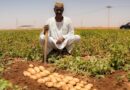Saving The Season Timely Seeds And Fertilisers Help Safeguard Food Security In Sudan