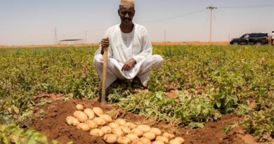 Saving The Season: Timely Seeds And Fertilisers Help Safeguard Food Security In Sudan Saving The Season Timely Seeds And Fertilisers Help Safeguard Food Security In Sudan