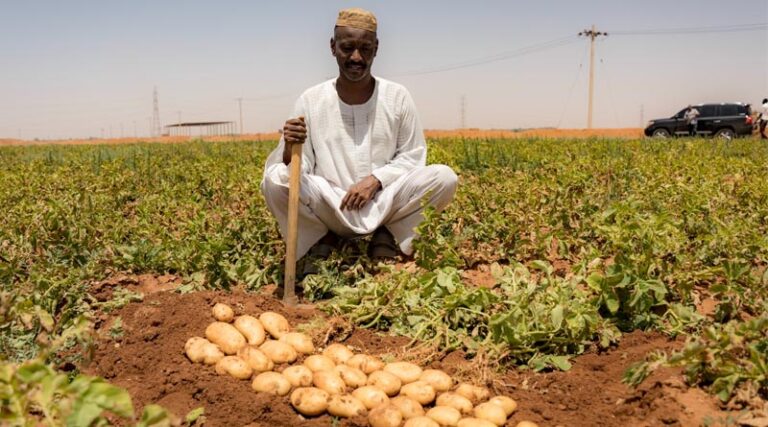 Saving The Season Timely Seeds And Fertilisers Help Safeguard Food Security In Sudan