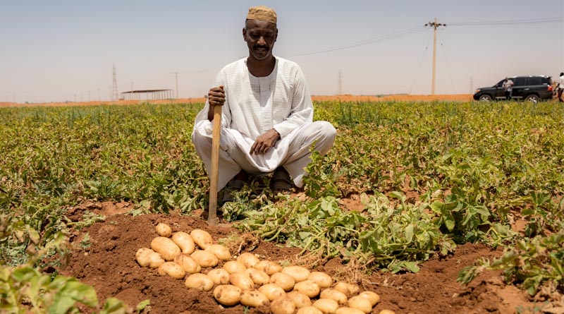 Saving The Season Timely Seeds And Fertilisers Help Safeguard Food Security In Sudan