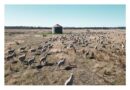 Setting The Standard Through Livestock Safety
