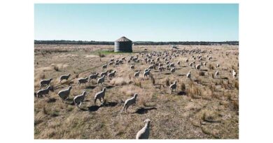 Setting The Standard Through Livestock Safety Setting The Standard Through Livestock Safety