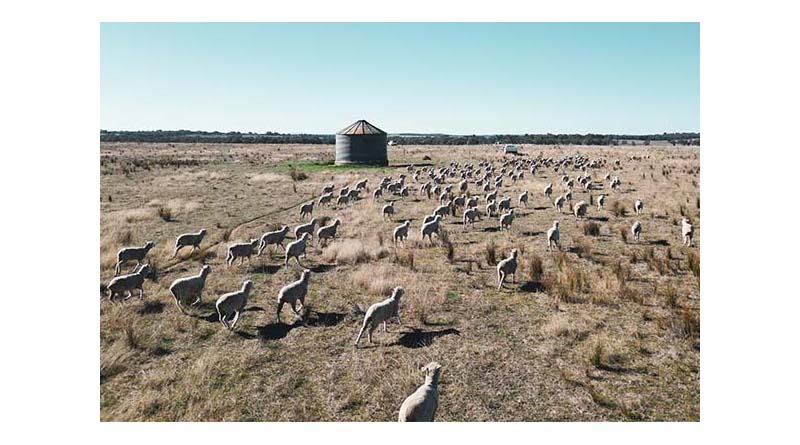 Setting The Standard Through Livestock Safety