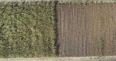 Study Shows Early Planting Boosted Soybean Yields with Residual Herbicides