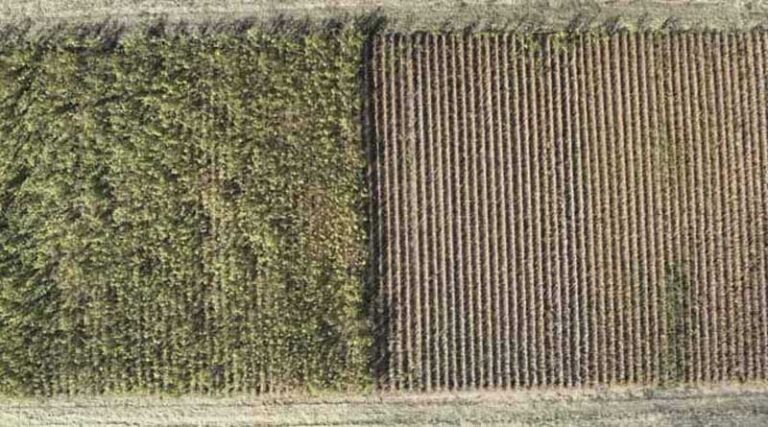 Study Shows Early Planting Boosted Soybean Yields with Residual Herbicides