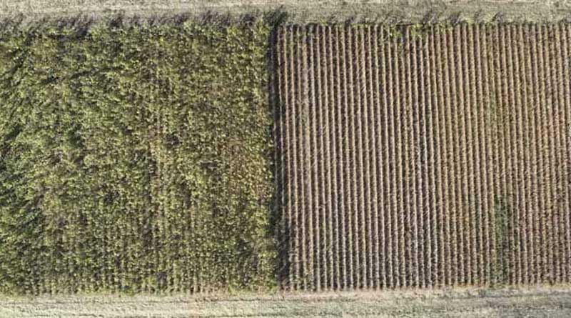 Study Shows Early Planting Boosted Soybean Yields with Residual Herbicides