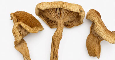 The James Hutton Institute Joins A Major National Project To Digitise Scotland’s Biodiversity Collections