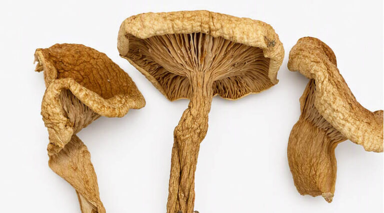 The James Hutton Institute Joins A Major National Project To Digitise Scotland’s Biodiversity Collections