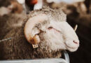 Top Tips For RAM Preparation This Spring