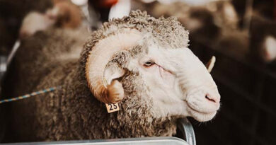 Top Tips For RAM Preparation This Spring Top Tips For RAM Preparation This Spring
