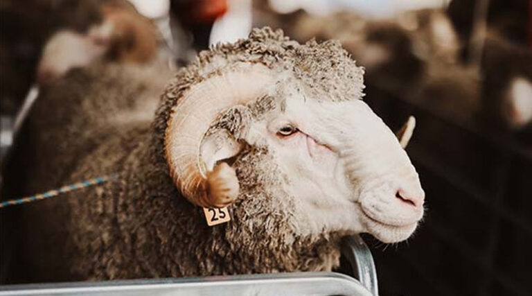 Top Tips For RAM Preparation This Spring