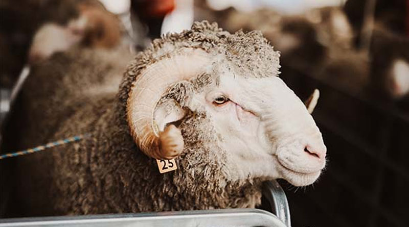 Top Tips For RAM Preparation This Spring