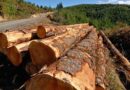 USDA Announces $80 Million Investment to Expand Timber Production and Enhance Forest Health in Nevada and Oregon