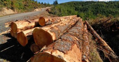 USDA Announces $80 Million Investment to Expand Timber Production and Enhance Forest Health in Nevada and Oregon