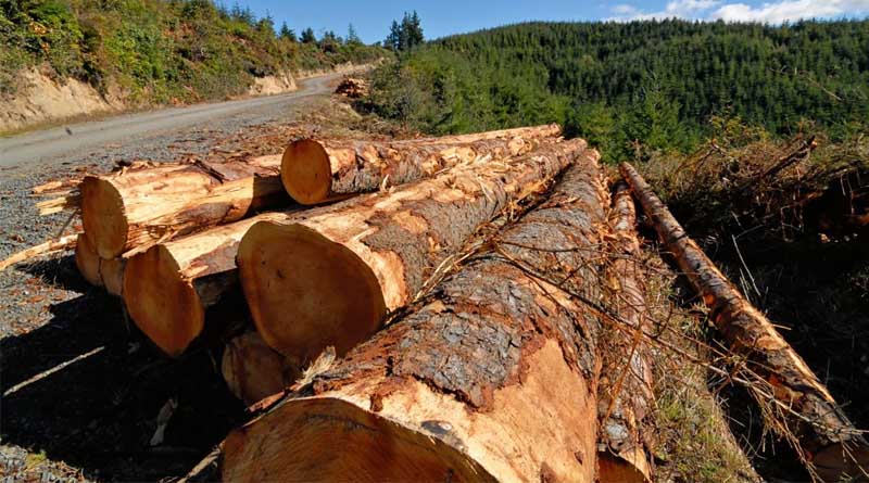 USDA Announces $80 Million Investment to Expand Timber Production and Enhance Forest Health in Nevada and Oregon
