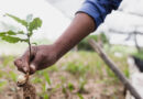 India's Agricultural Biologicals Market Offers Multi-Billion Dollar Investment Opportunity as Sector Scales for Future Growth