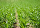 Bayer Group to Consolidate U.S. Glyphosate Business Into Distinct Entity Operating As Ruveon