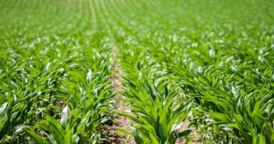 Bayer Group to Consolidate U.S. Glyphosate Business Into Distinct Entity Operating As Ruveon