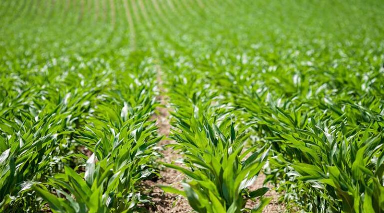 Bayer Group to Consolidate U.S. Glyphosate Business Into Distinct Entity Operating As Ruveon