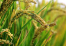NRAA-Funded Wild Rice Conservation Project Secures Major Milestone in Assam