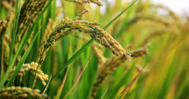 NRAA-Funded Wild Rice Conservation Project Secures Major Milestone in Assam