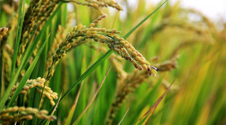 NRAA-Funded Wild Rice Conservation Project Secures Major Milestone in Assam