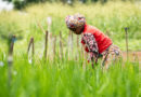 Côte D'ivoire Secures Climate Finance To Support Smallholder Farmers To Adapt To Climate Change