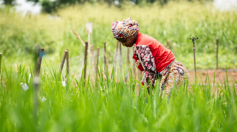 Côte D'ivoire Secures Climate Finance To Support Smallholder Farmers To Adapt To Climate Change