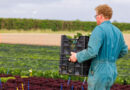 No New Official Downy Mildew Race In Europe