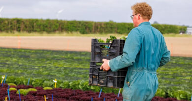 No New Official Downy Mildew Race In Europe