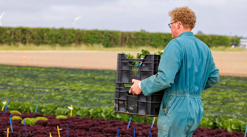 No New Official Downy Mildew Race In Europe