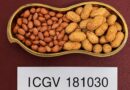 ICRISAT and UAS Dharwad Release Two New High-Oleic Groundnut Varieties