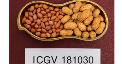 ICRISAT and UAS Dharwad Release Two New High-Oleic Groundnut Varieties