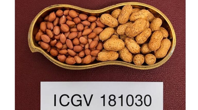 ICRISAT and UAS Dharwad Release Two New High-Oleic Groundnut Varieties