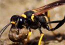 Protecting Your Home From Wasps