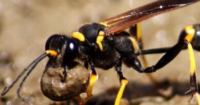 Protecting Your Home From Wasps