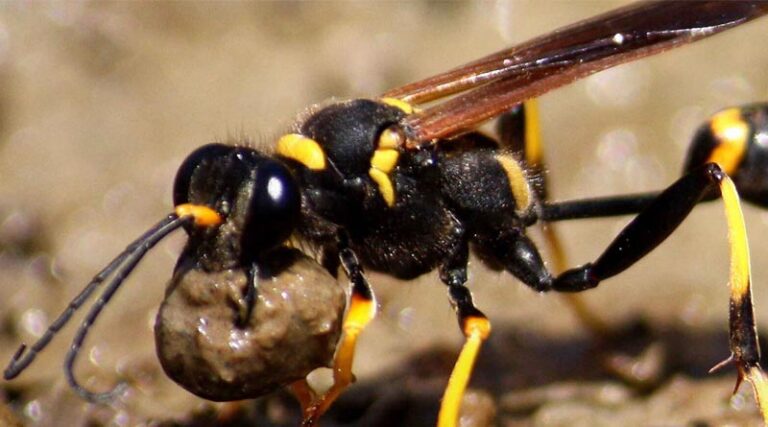 Protecting Your Home From Wasps