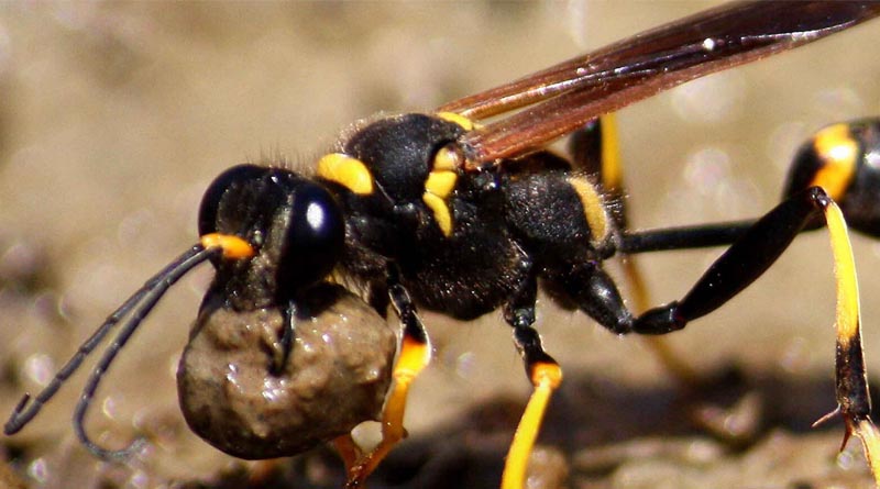 Protecting Your Home From Wasps