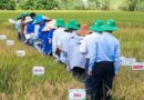 Vietnam’s Seed Clubs Fed a Nation. Now They Face New Barriers