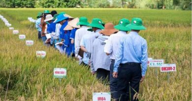 Vietnam’s Seed Clubs Fed a Nation. Now They Face New Barriers Vietnam’s Seed Clubs Fed a Nation. Now They Face New Barriers