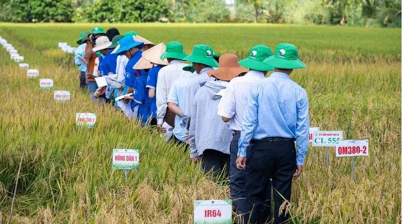 Vietnam’s Seed Clubs Fed a Nation. Now They Face New Barriers